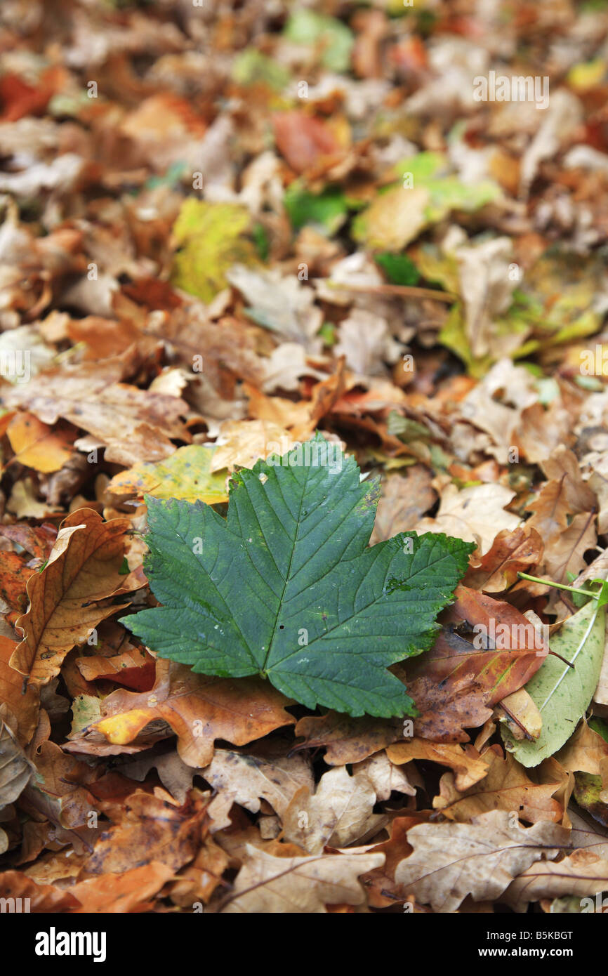 Brown leaves fallen hi-res stock photography and images - Alamy