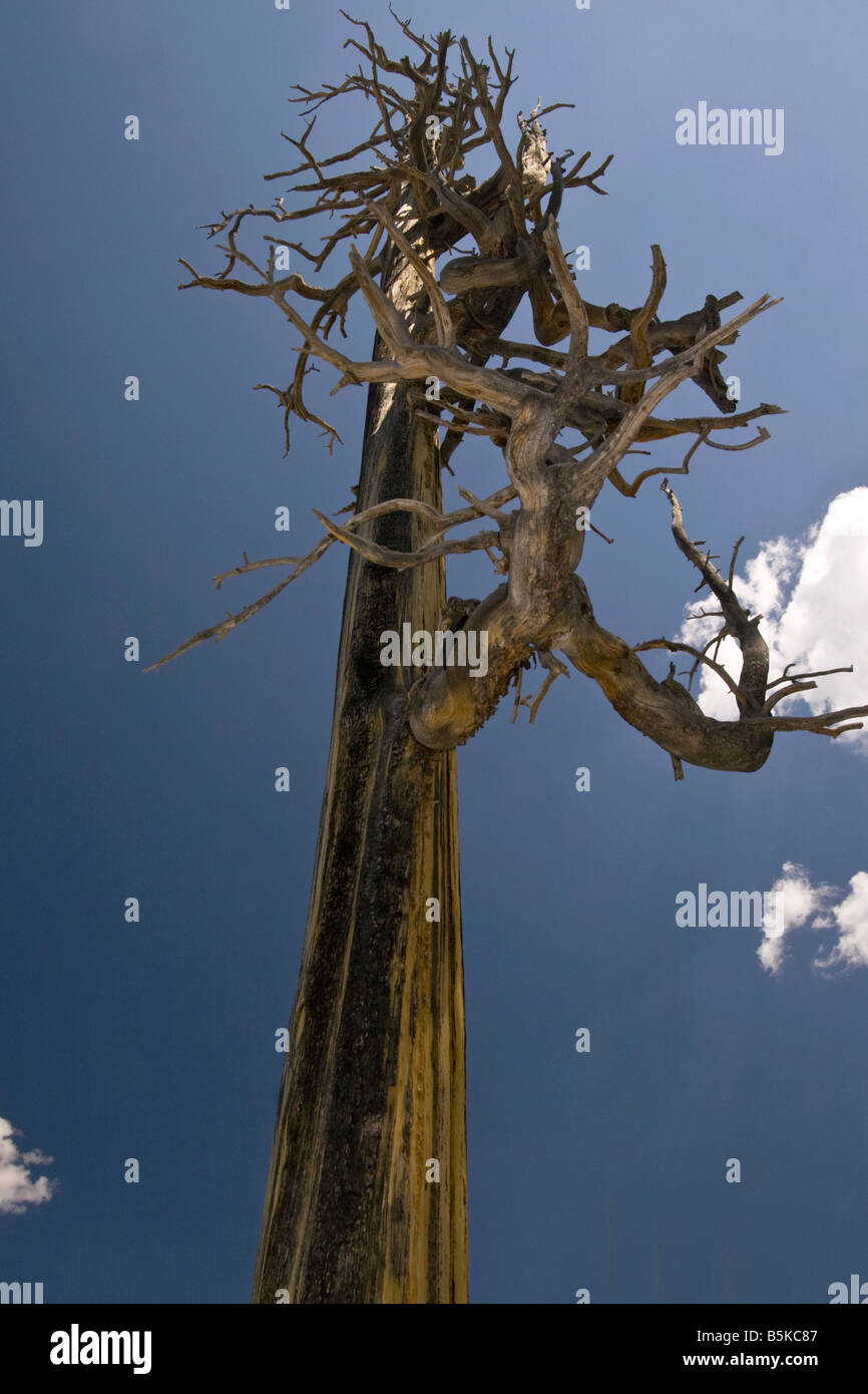 Underneath dead tree at Yellowstone National Park Stock Photo Alamy