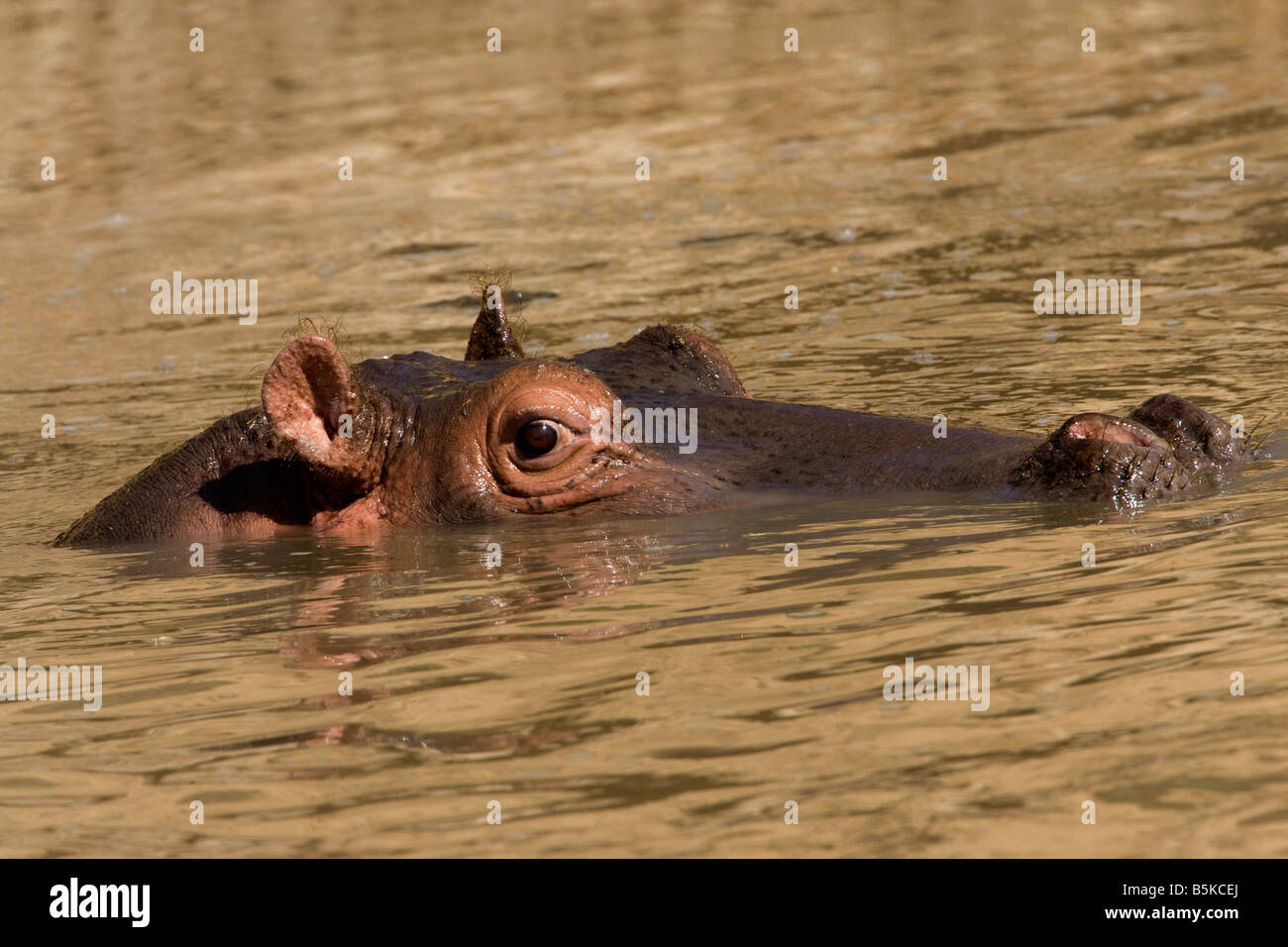 Hippopotamus (Hippopotamus amphibius), Maasai Mara National Park, Kenya Stock Photo