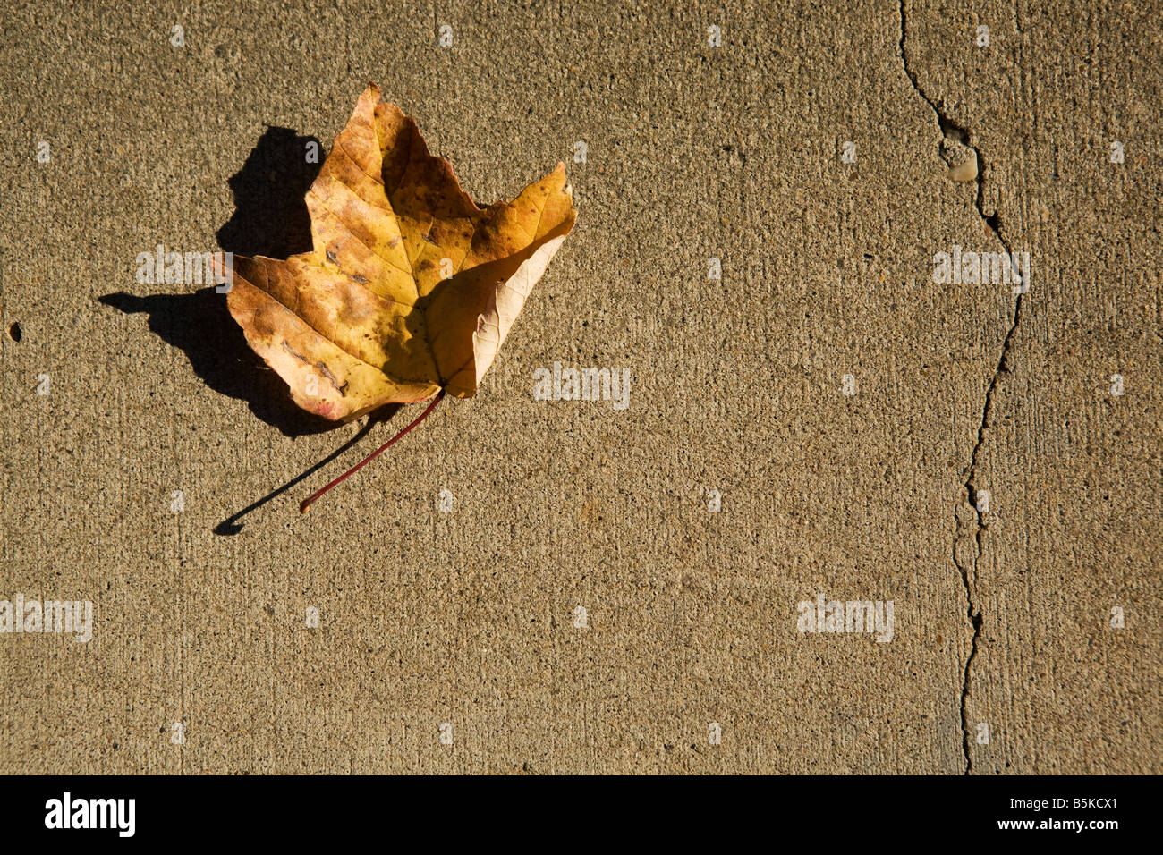 A fallen leaf on a cracked concrete floor Stock Photo