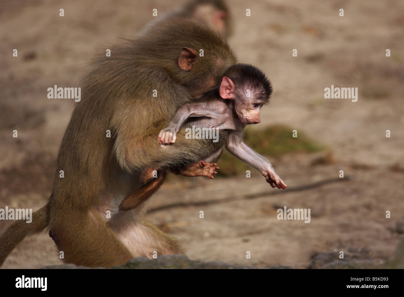 Baboon running with a Baby in her arms Stock Photo
