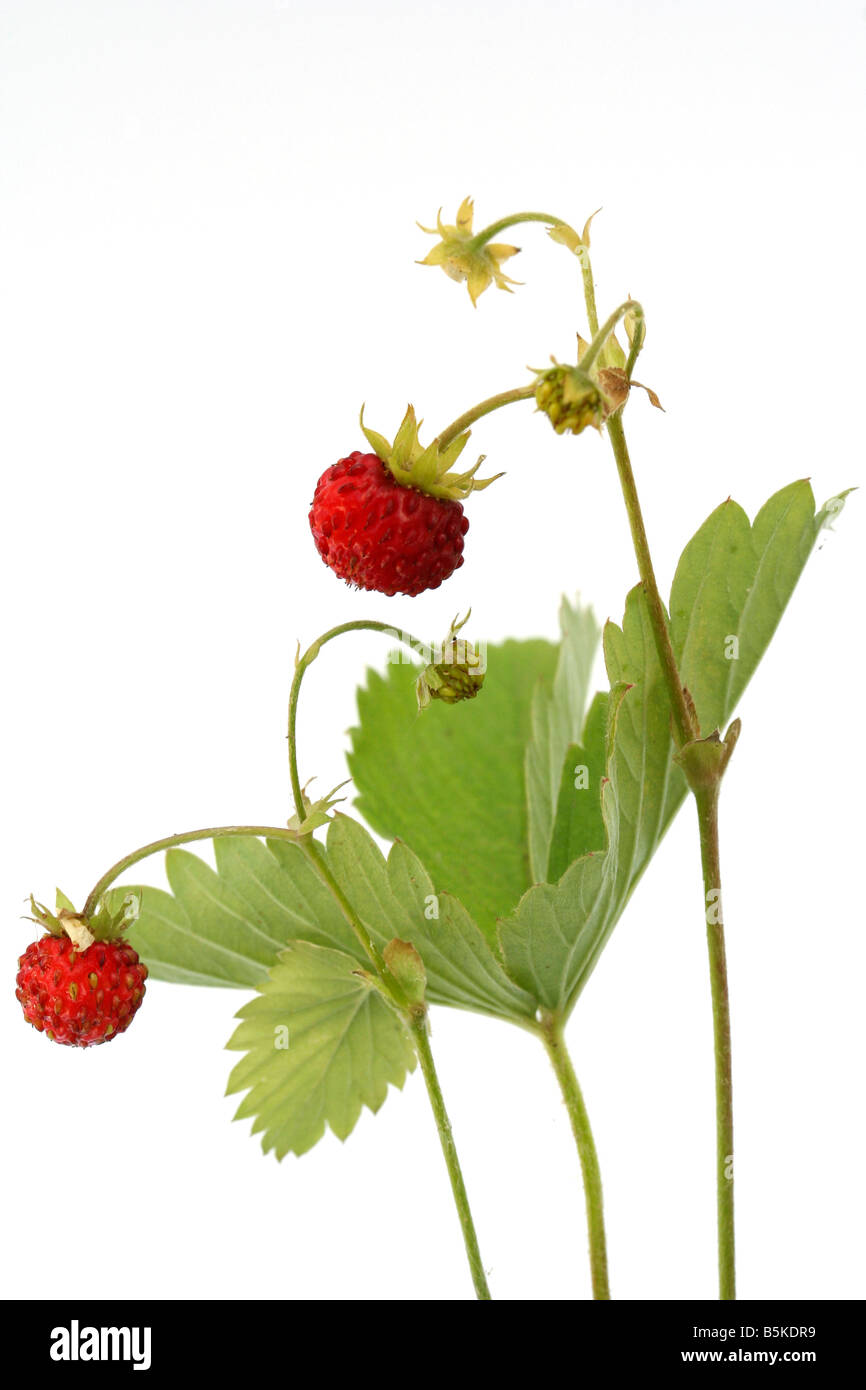Wild strawberry Fragaria vesca Stock Photo - Alamy