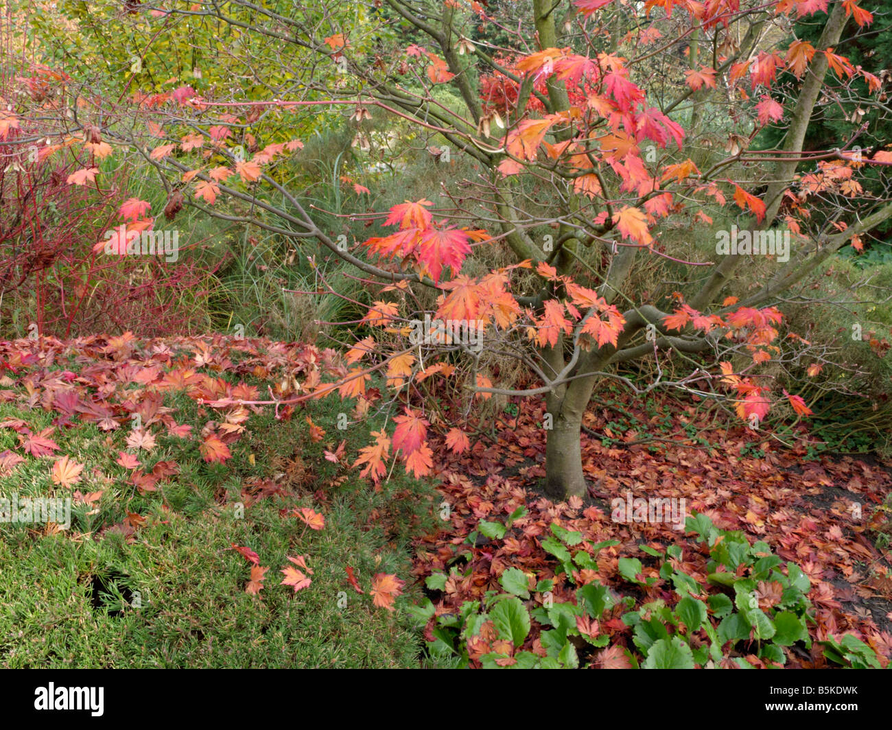 Acer japonicum leaves japanese hi-res stock photography and images - Alamy