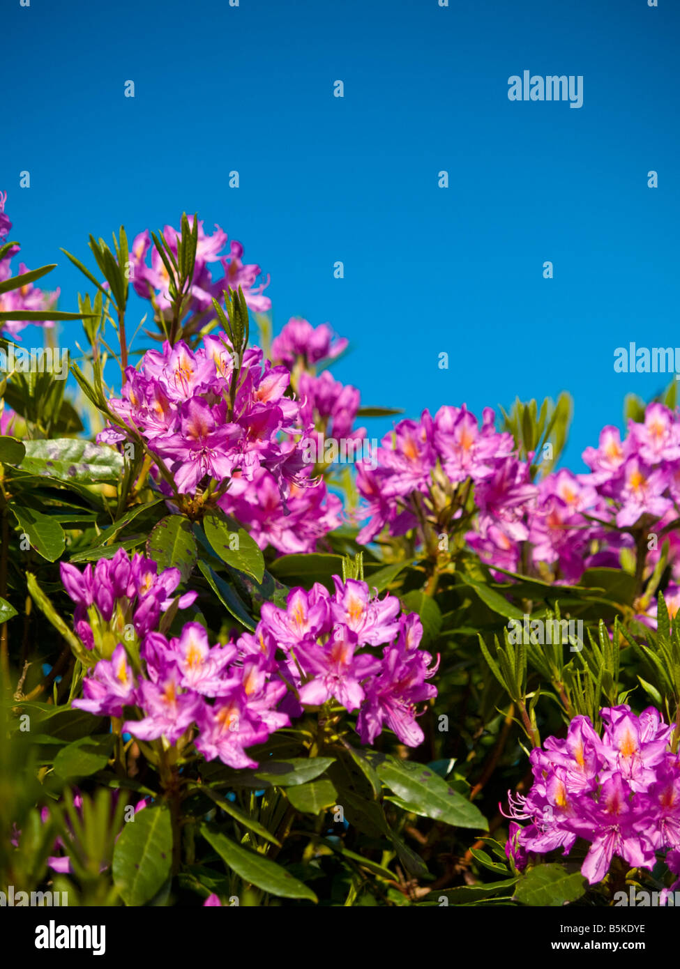 Cornwall Rhododendron Rhododendron cornwall hi-res stock photography and images - Alamy