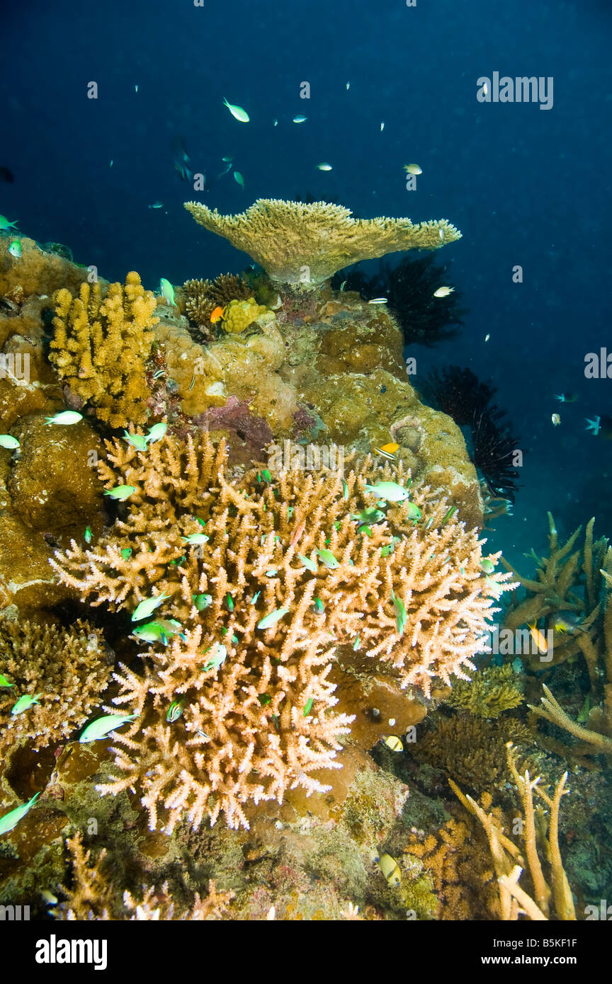 variety of coral and fish species of great barrier reef, australia Stock Photo