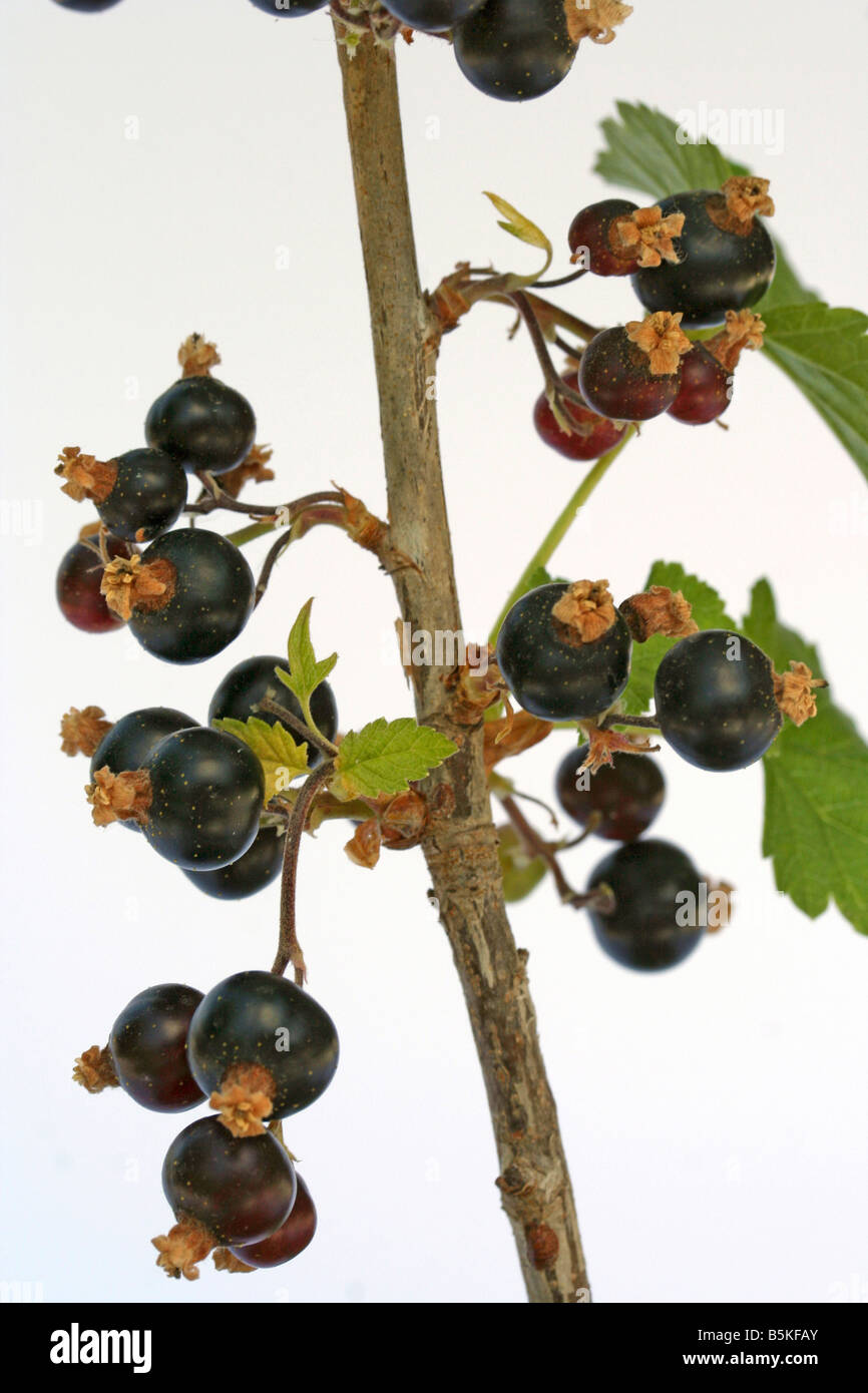 Black currants Ribes nigrum Stock Photo