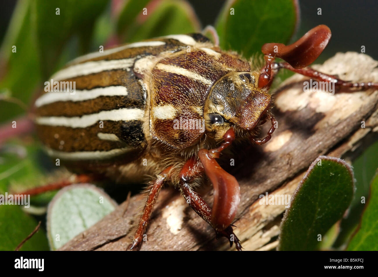 A ten-lined june beetle (Polyphylla decemlineata) found on Vancouver Island in Comox, British Columbia, Canada. Stock Photo