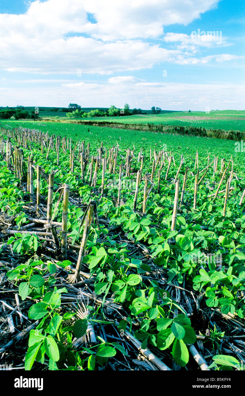 Soybeans planted in 'no till' field Stock Photo Alamy