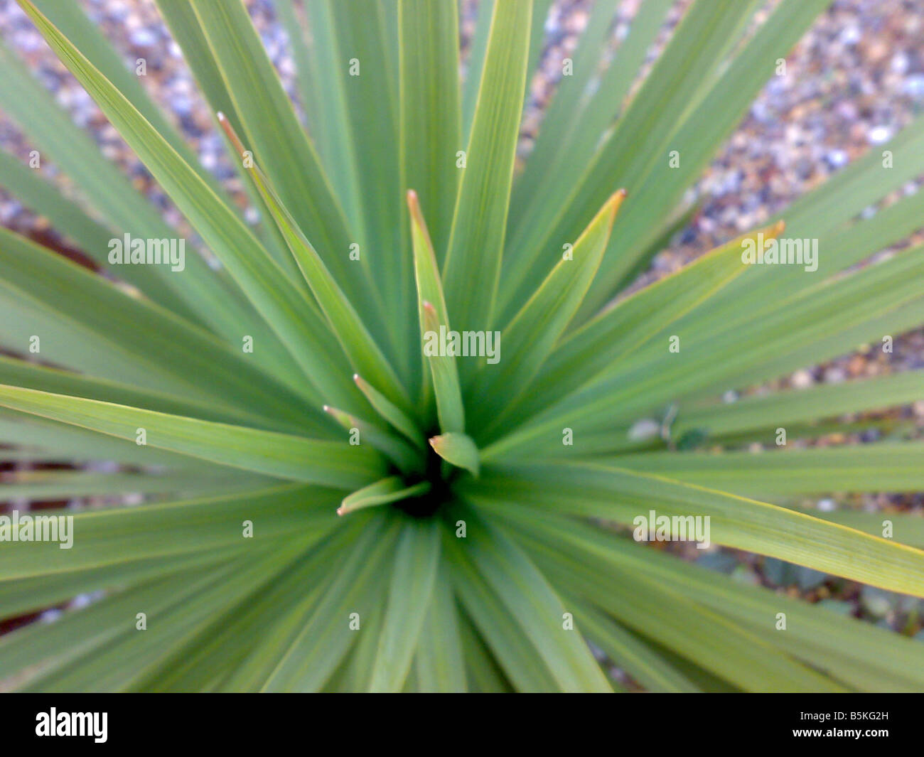 cordyline plant tree exotic garden palm grow green foliage spikes sap Stock Photo