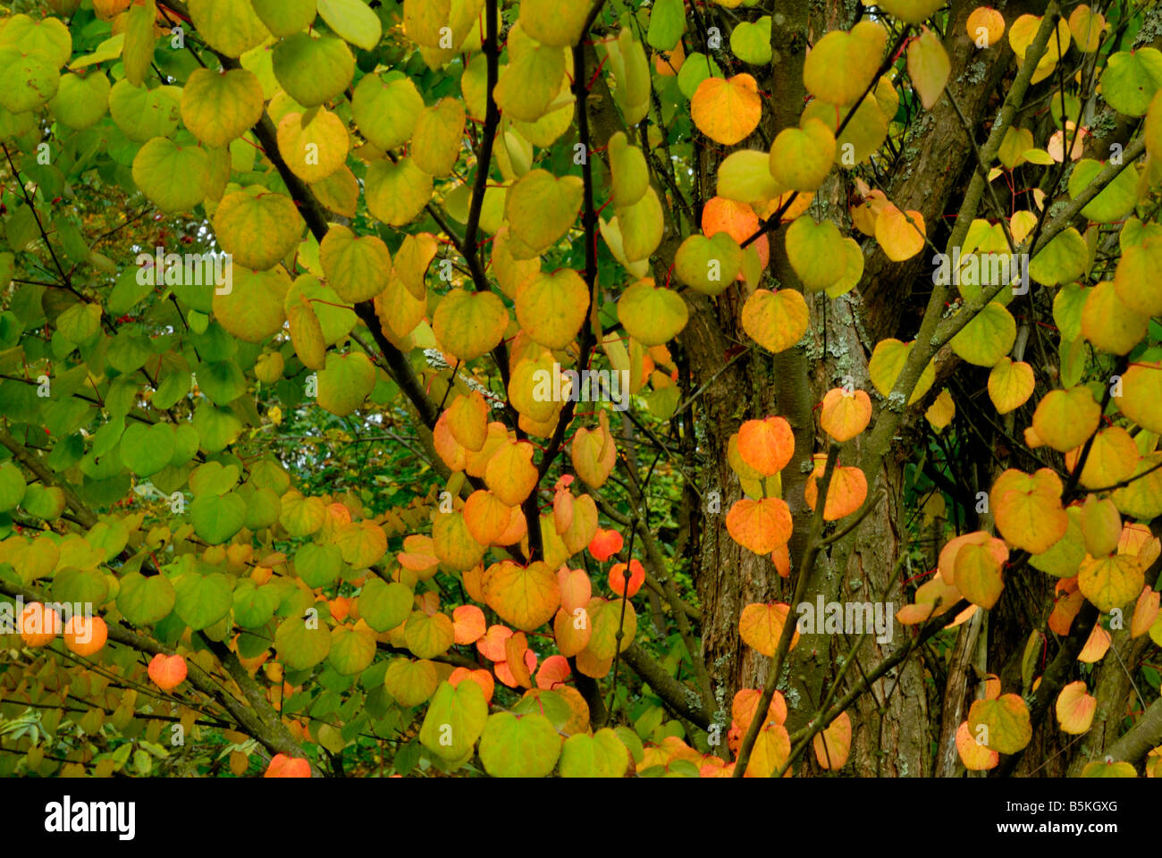 Katsura tree, Cercidiphyllum japonicum. Katsura tree has delicate heart shaped leaves and bright