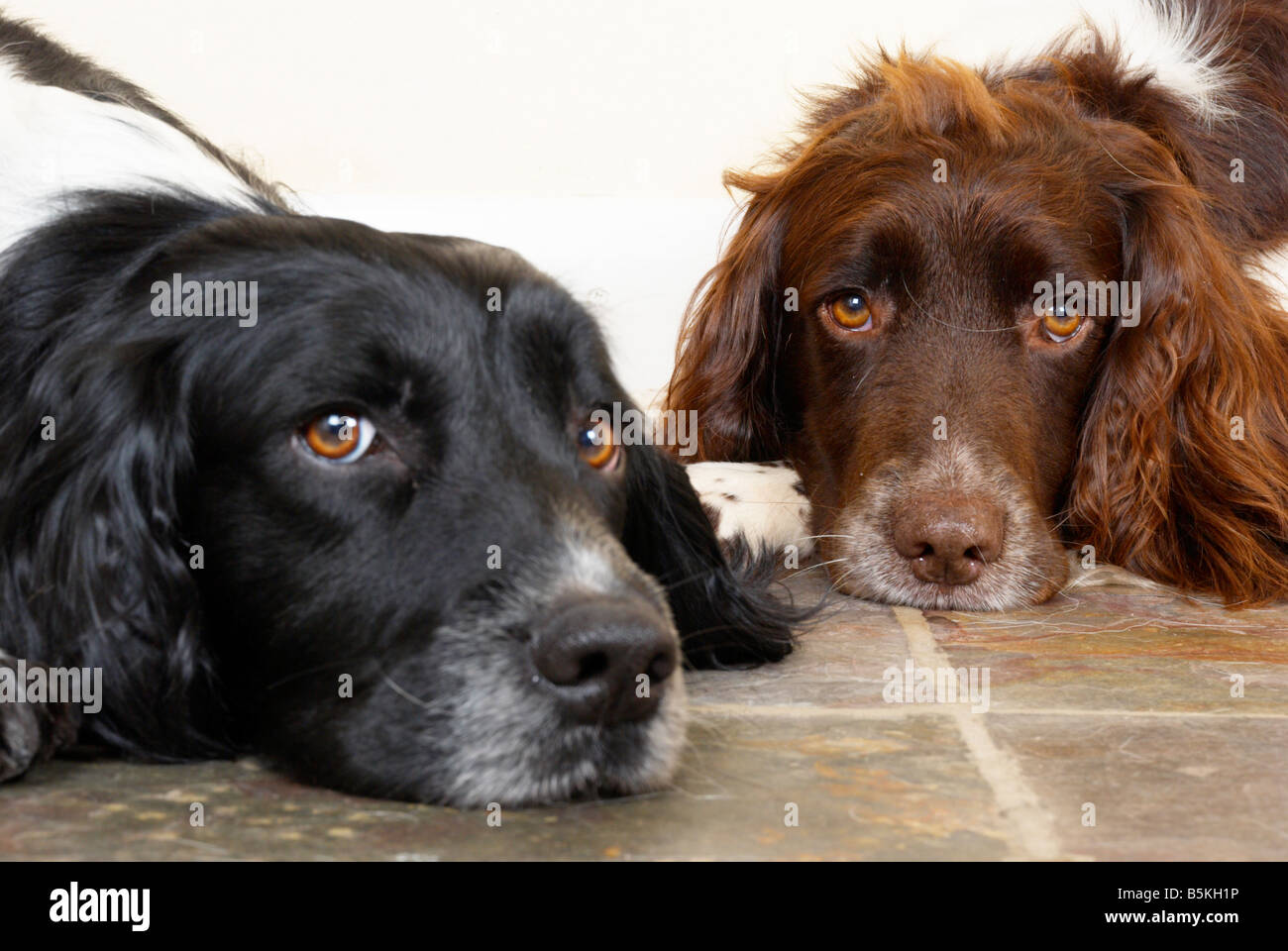 English springer spaniels (working gun dogs Stock Photo Alamy