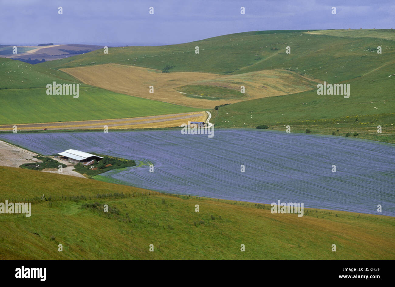 Flax crop on the Wiltshire Downs near Pewsey Stock Photo