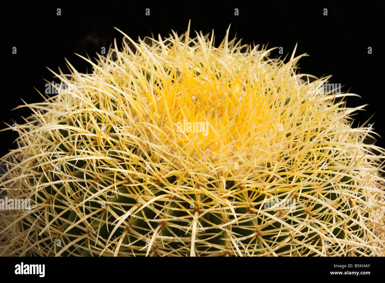 Golden Barrel Cactus close up detail Stock Photo