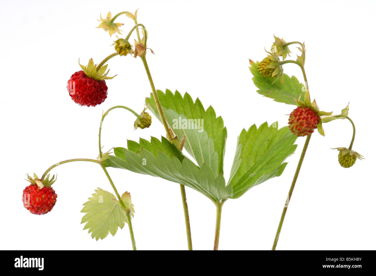 Wild strawberry Fragaria vesca Stock Photo - Alamy