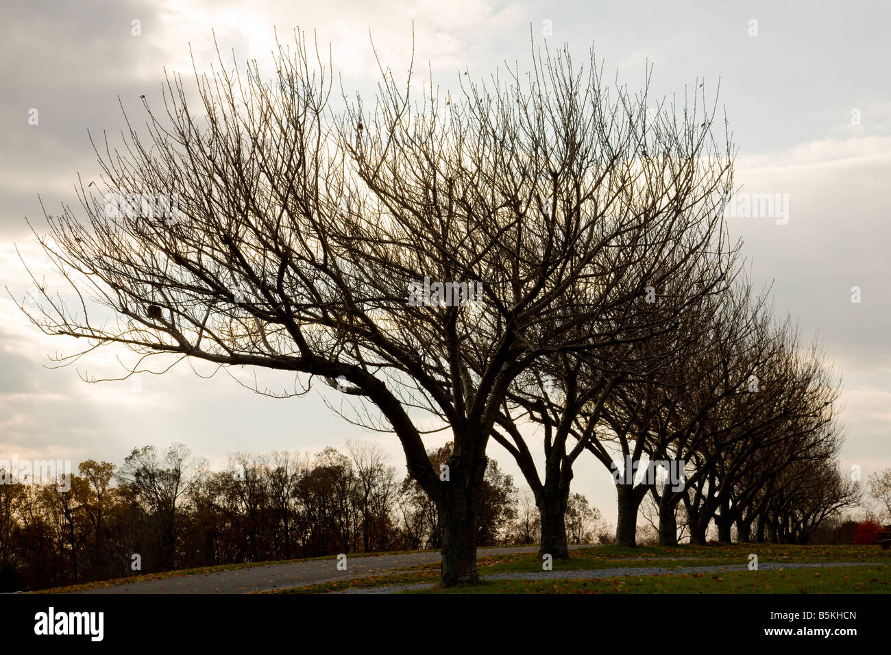 Dormant beech trees line up in a row near Lancaster, Pennsylvania Stock Photo Alamy