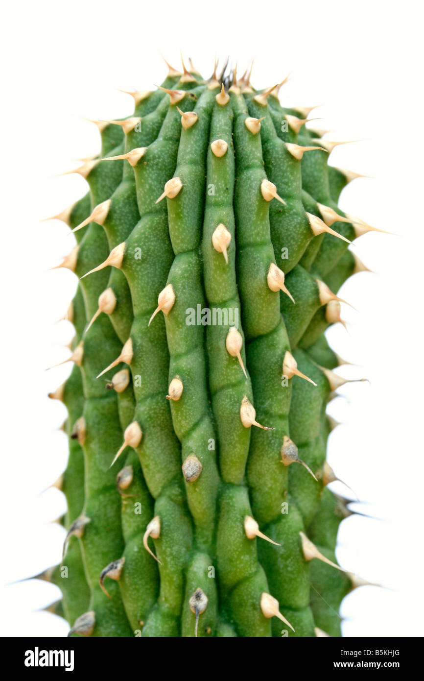 Hoodia gordonii Southafrican desert plant against obesity Kalahari Bushmen Stock Photo