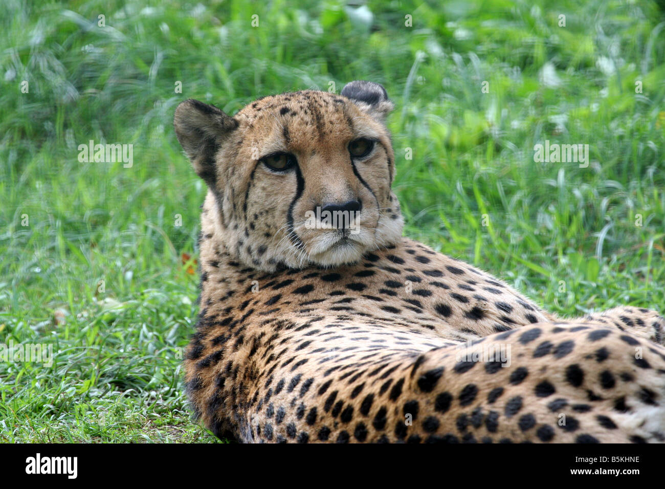 Cheetah lying on ground looking at camera. Stock Photo
