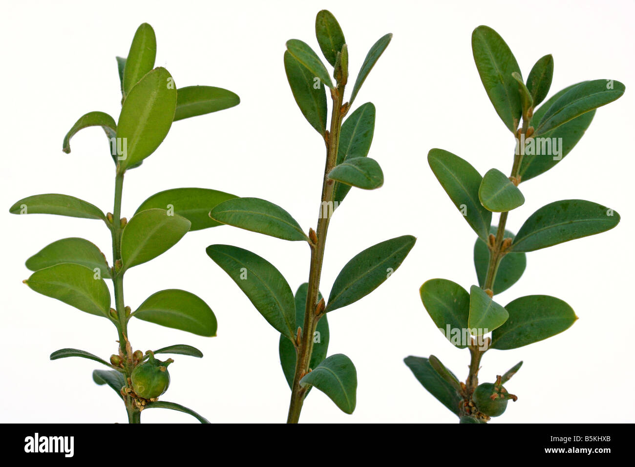 Box Buxus sempervirens Stock Photo Alamy