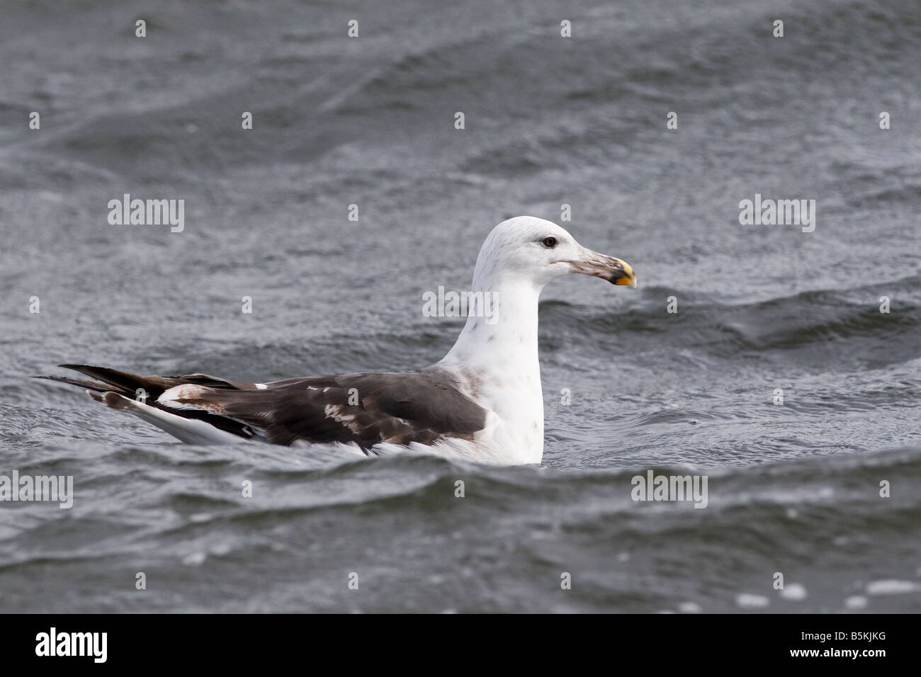 Lesser Black-backed Gull - Larus fuscus Stock Photo