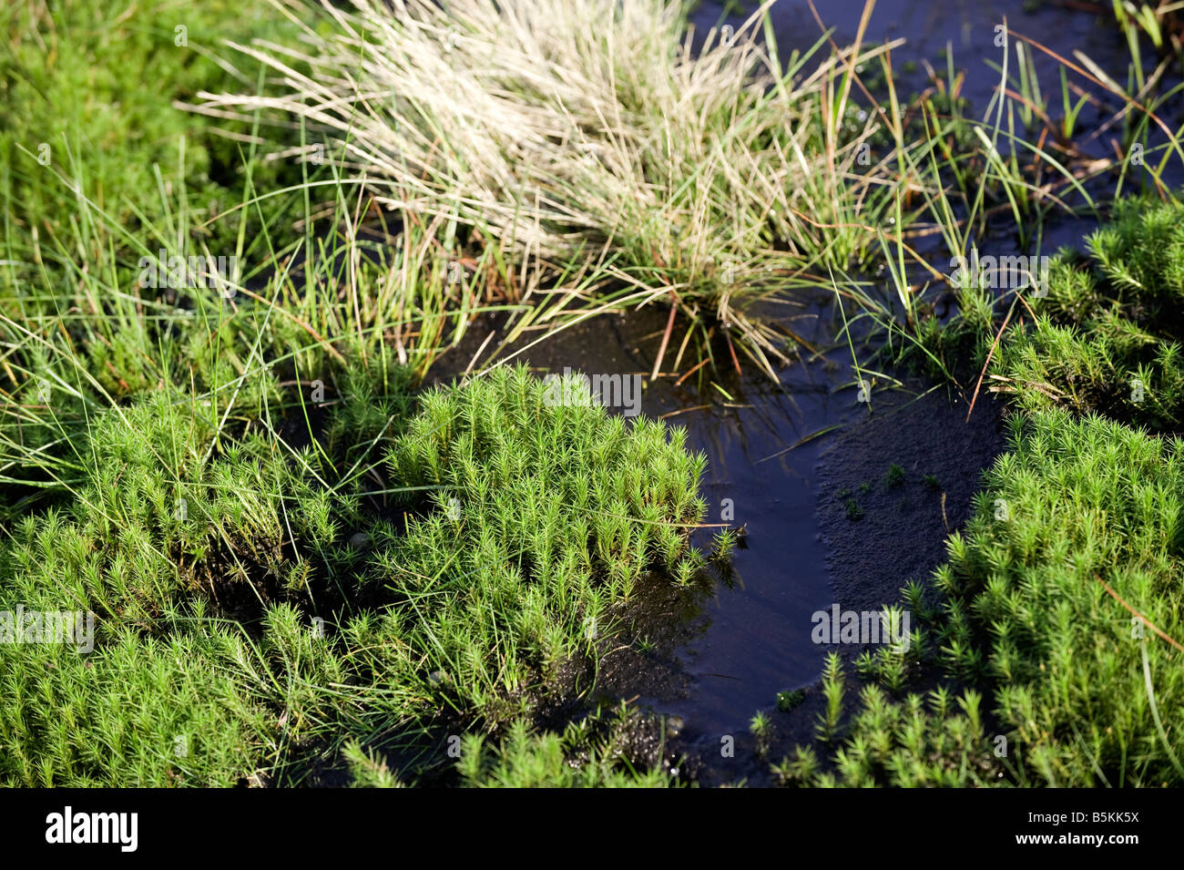 Peat Moss Sphagnum sp found in blanket bog and wet peat ground on moorland Stock Photo