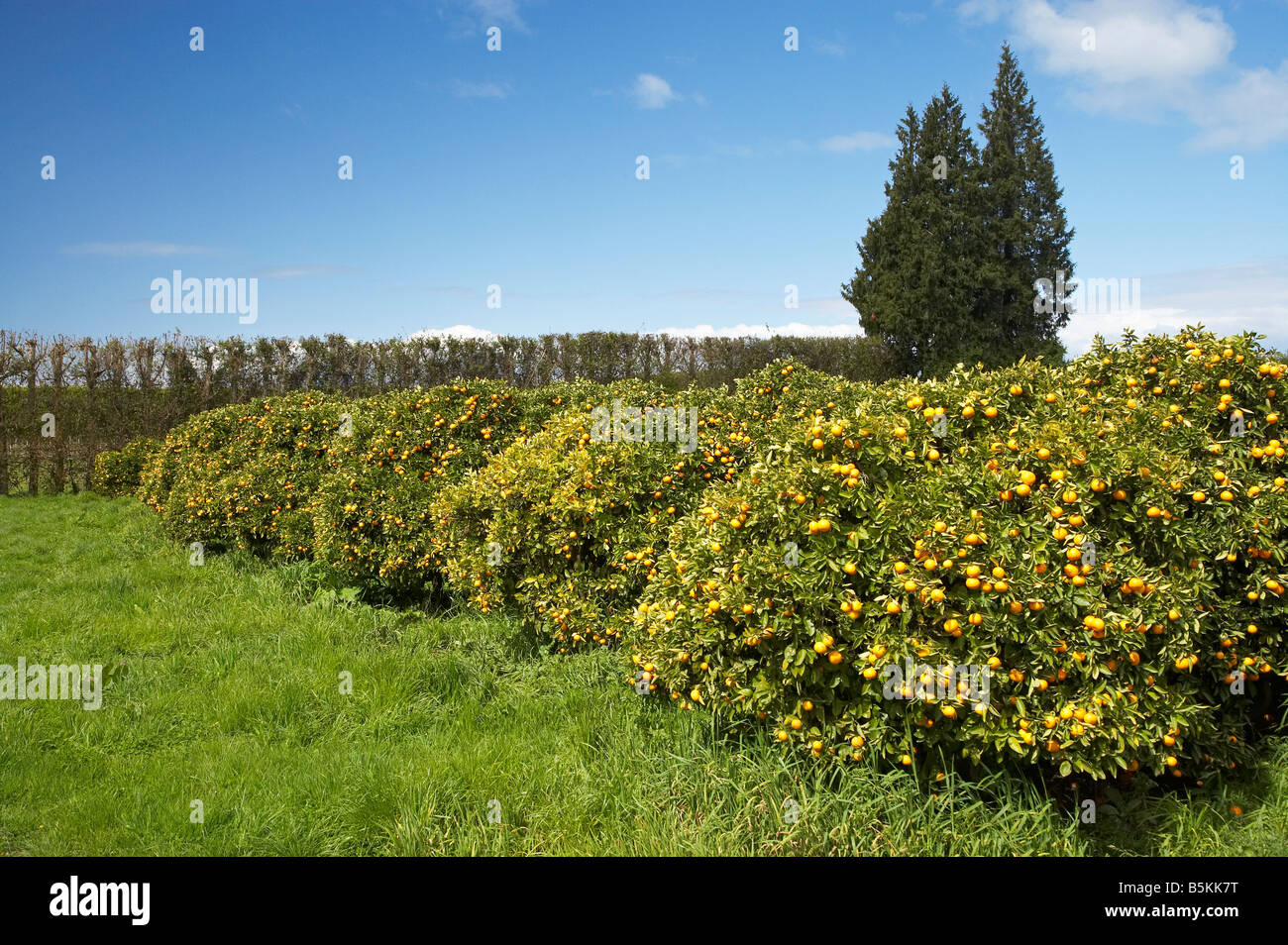 Orange tree orchards hires stock photography and images Alamy