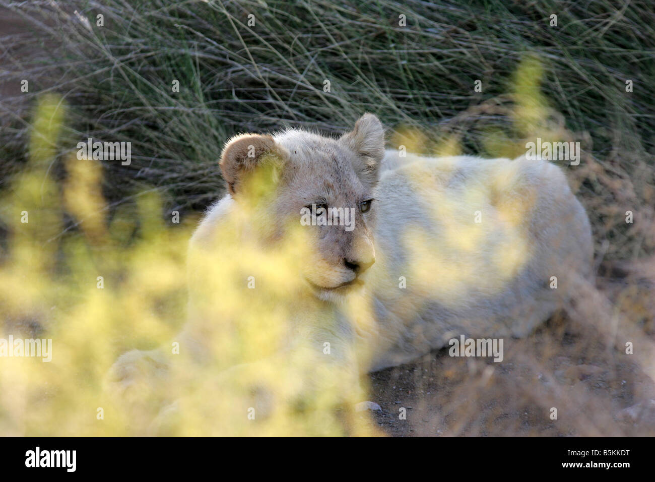 White Lion cub Stock Photo