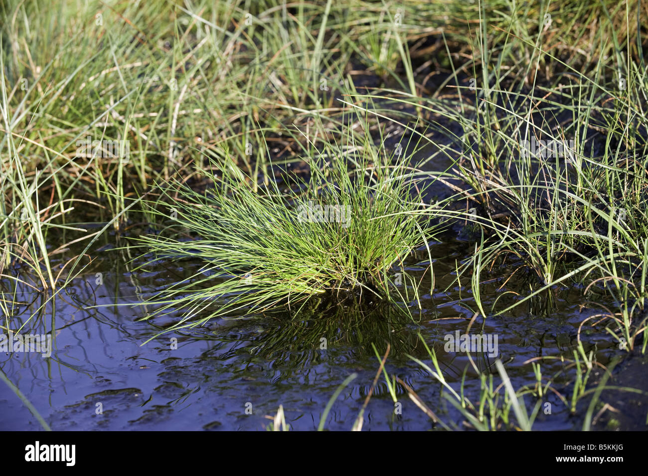 Tufted grass in peat bog on moorland England Stock Photo Alamy