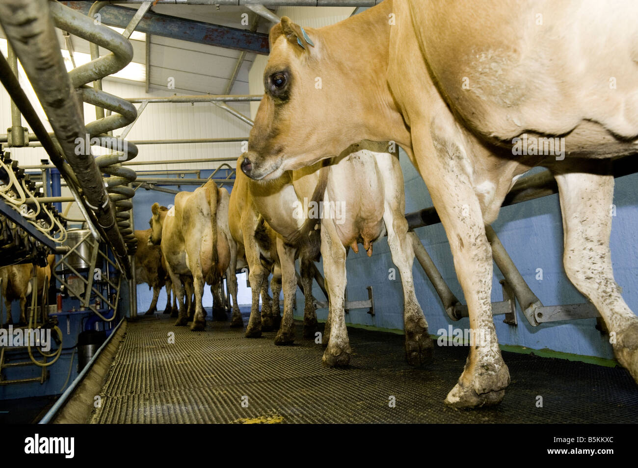 Jersey cattle walking into milking parlour Wales Stock Photo Alamy