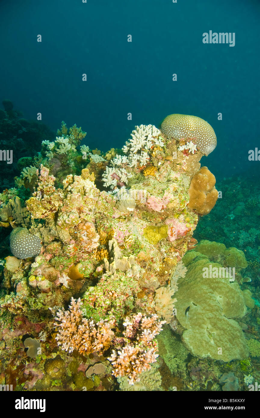 variety of colorful coral of great barrier reef Stock Photo - Alamy