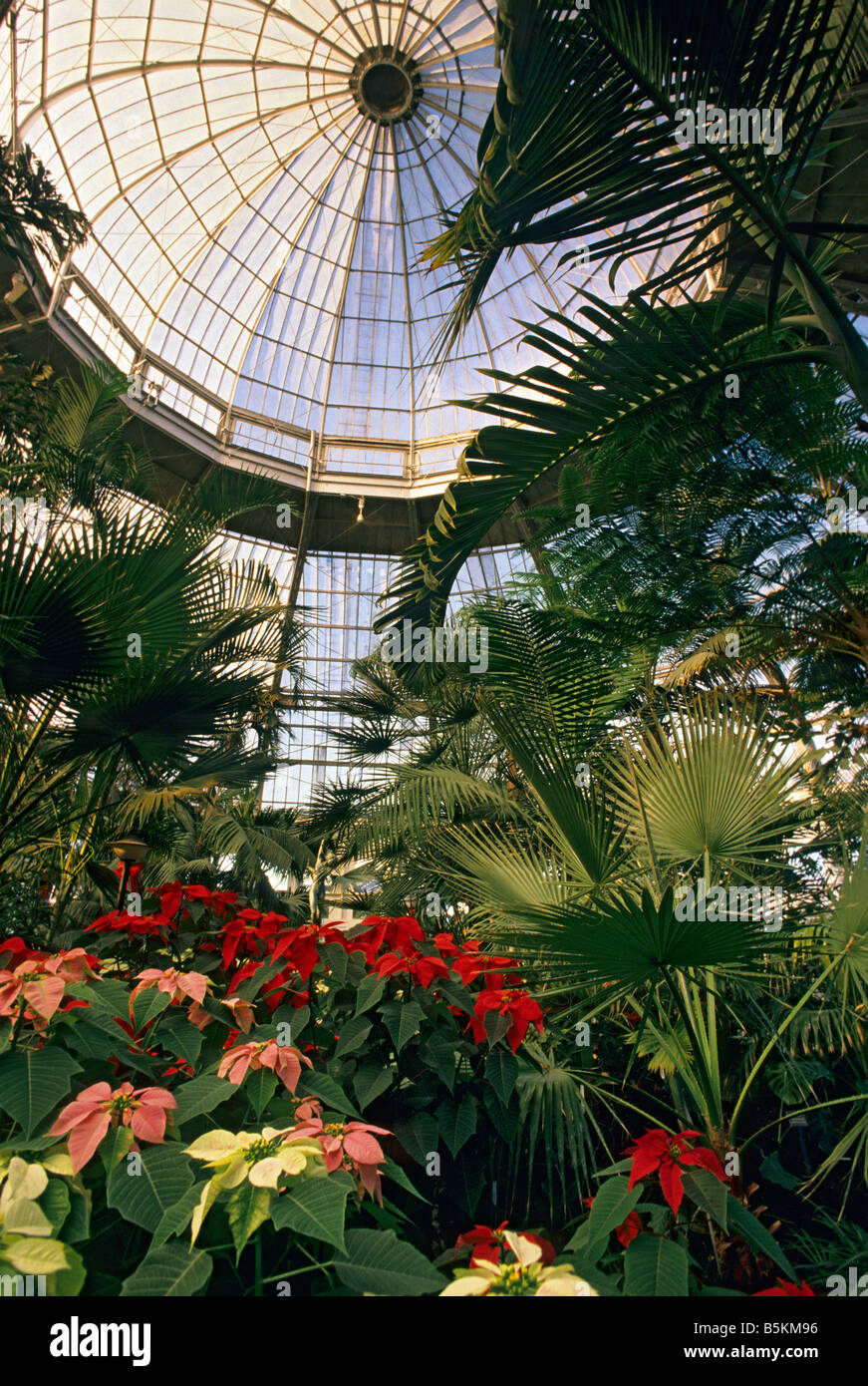 POINSETTIA PLANTS IN BLOOM IN THE PALM DOME, MARJORIE MCNEELY