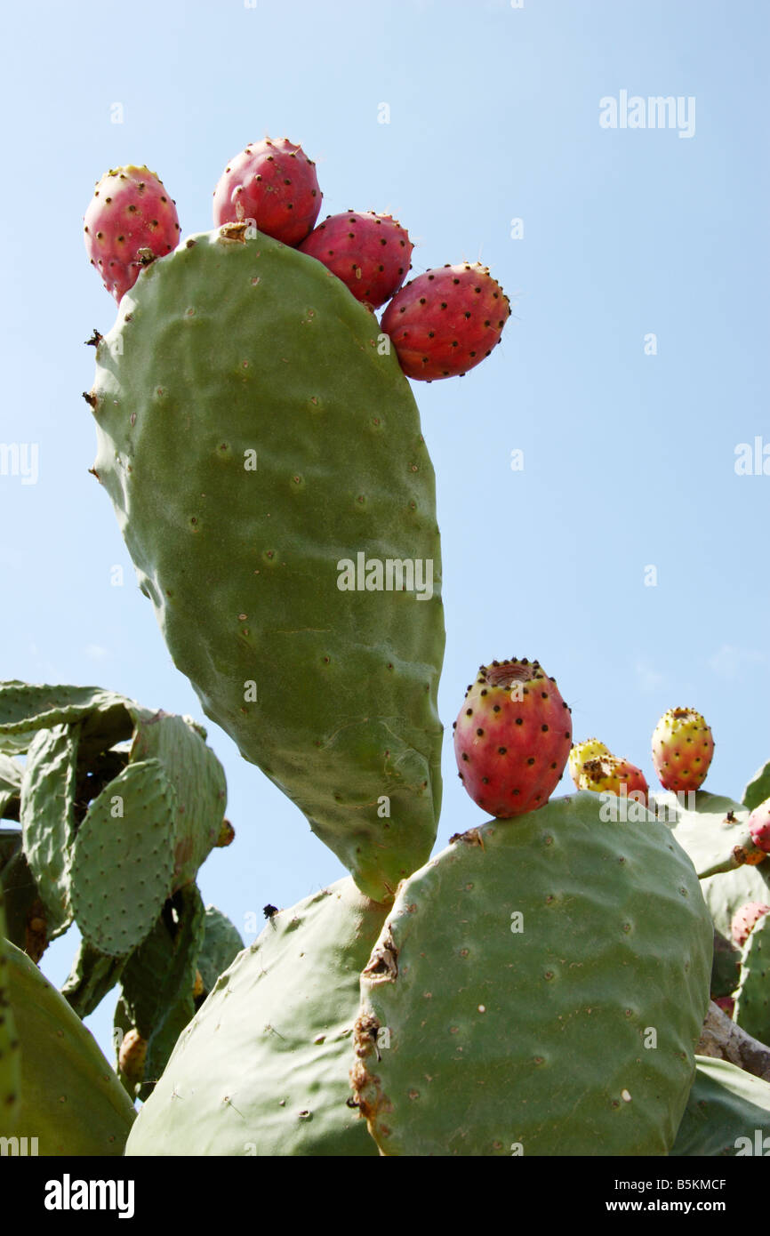 Prickly pear cactus hires stock photography and images Alamy