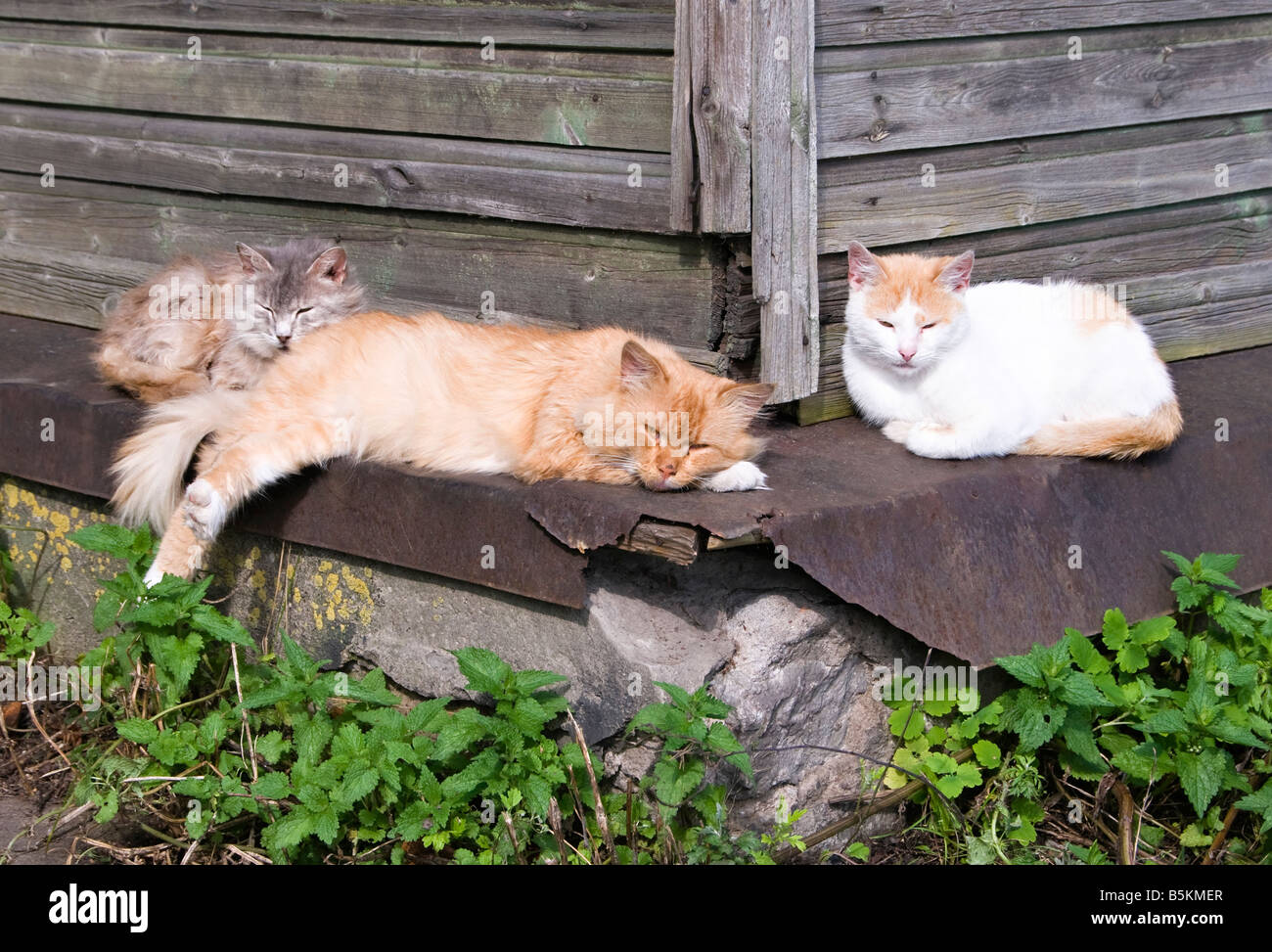 Siesta, Novaya Ladoga, Leningrad region, Russia Stock Photo - Alamy