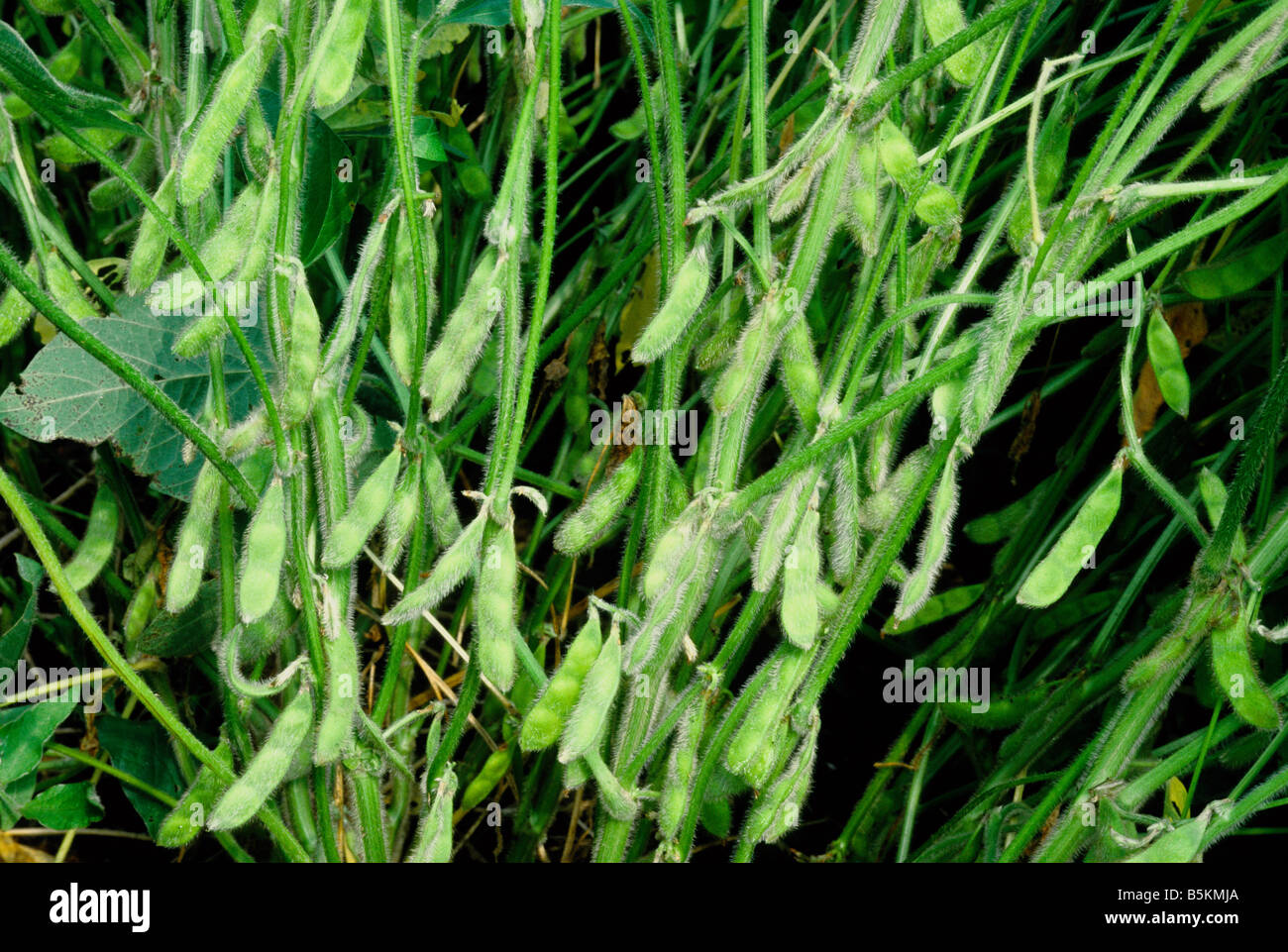Soybean pods maturing on plant. Stock Photo