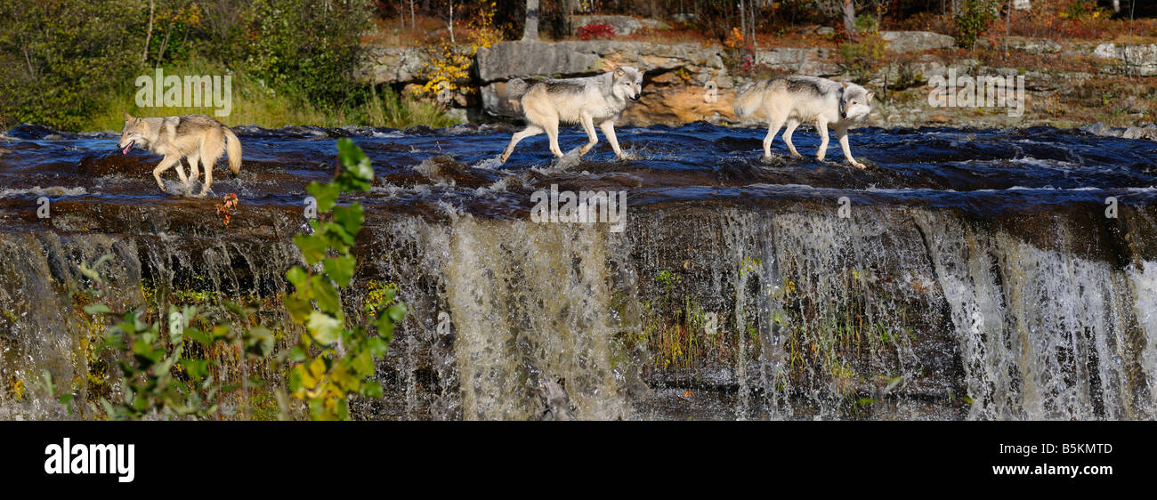 Panorama of Gray Wolves crossing a river above a waterfall on the Kettle River Banning State Park Minnesota USA Stock Photo