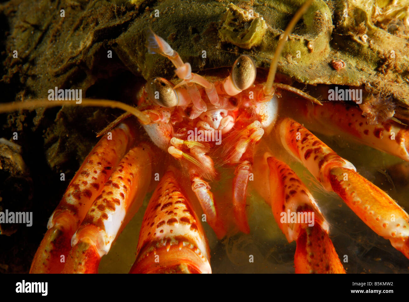 Hermit crab (Pagurus bernhardus) eating jellyfish, Loch Fyne, Argyll