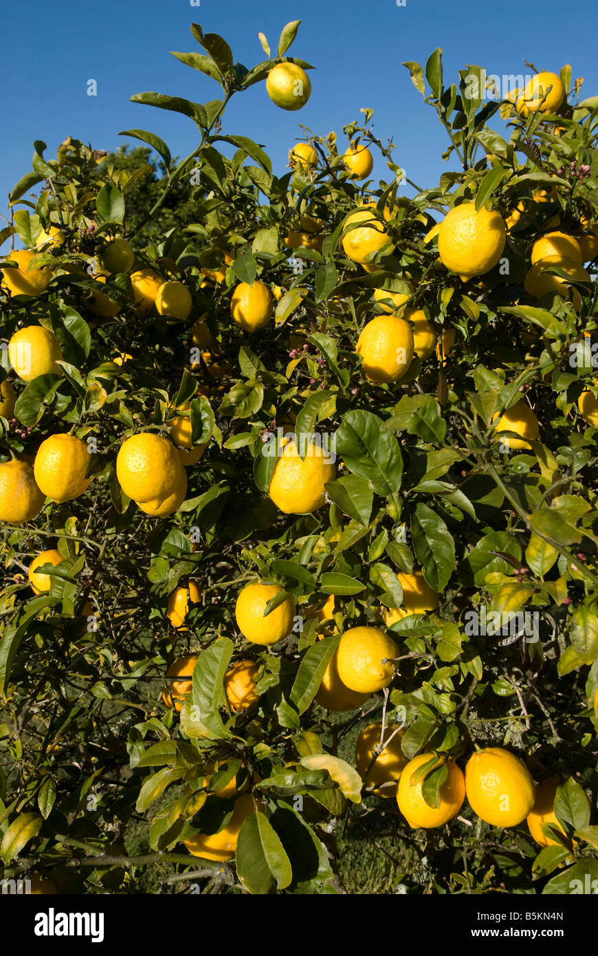 Lemon tree on North Island in New-Zealand. Stock Photo