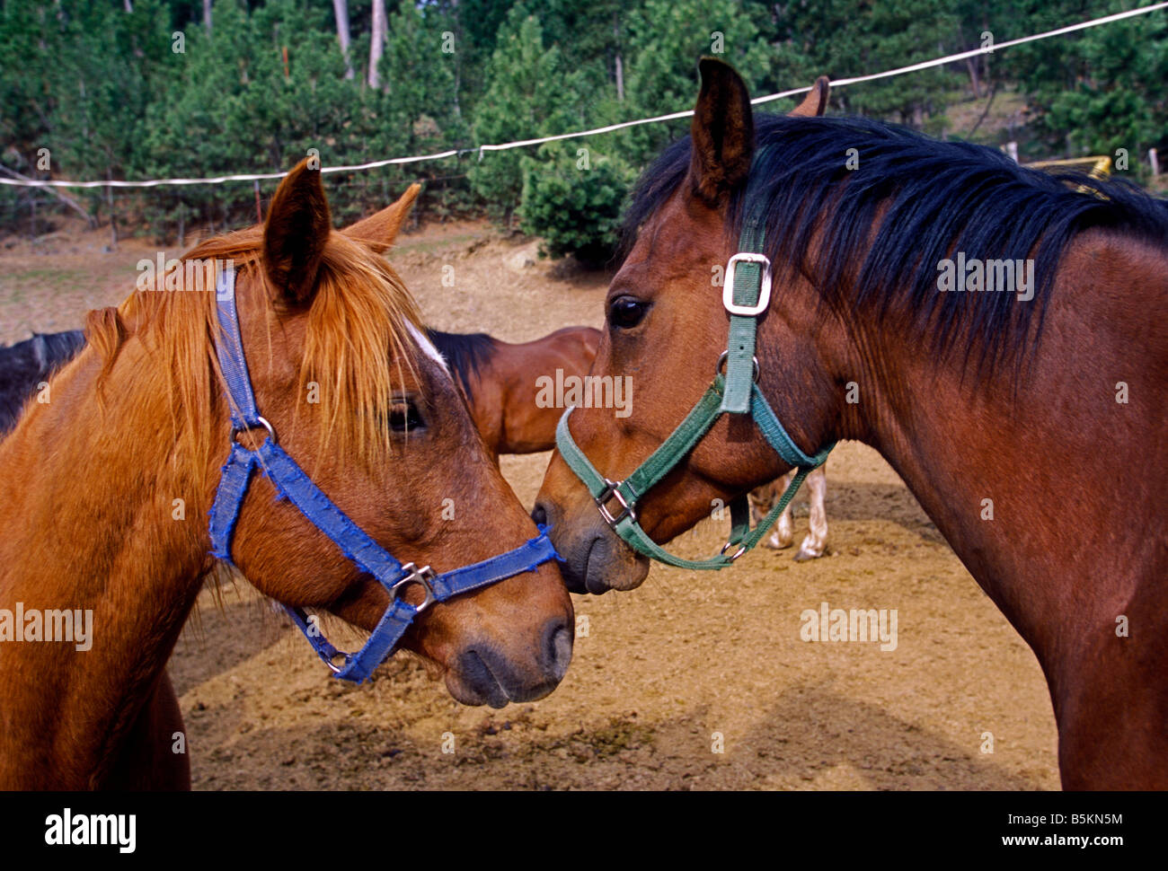 horses, horses in paddock, horse paddock, Keystone, Black Hills, South Dakota, United States