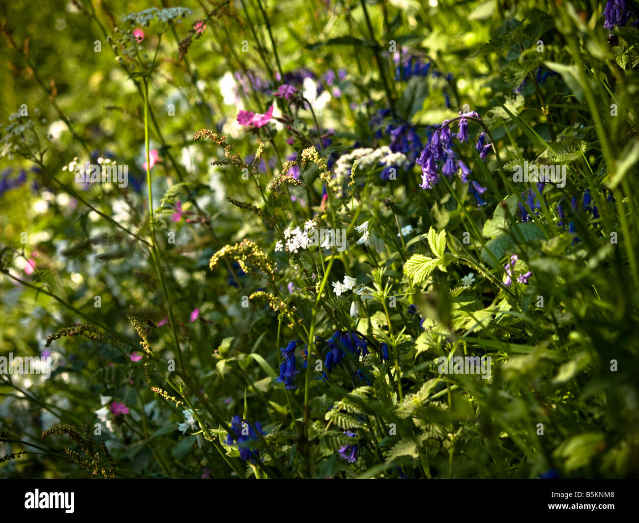 Wild flowers along a country lane in Carbis Bay, Cornwall Stock Photo