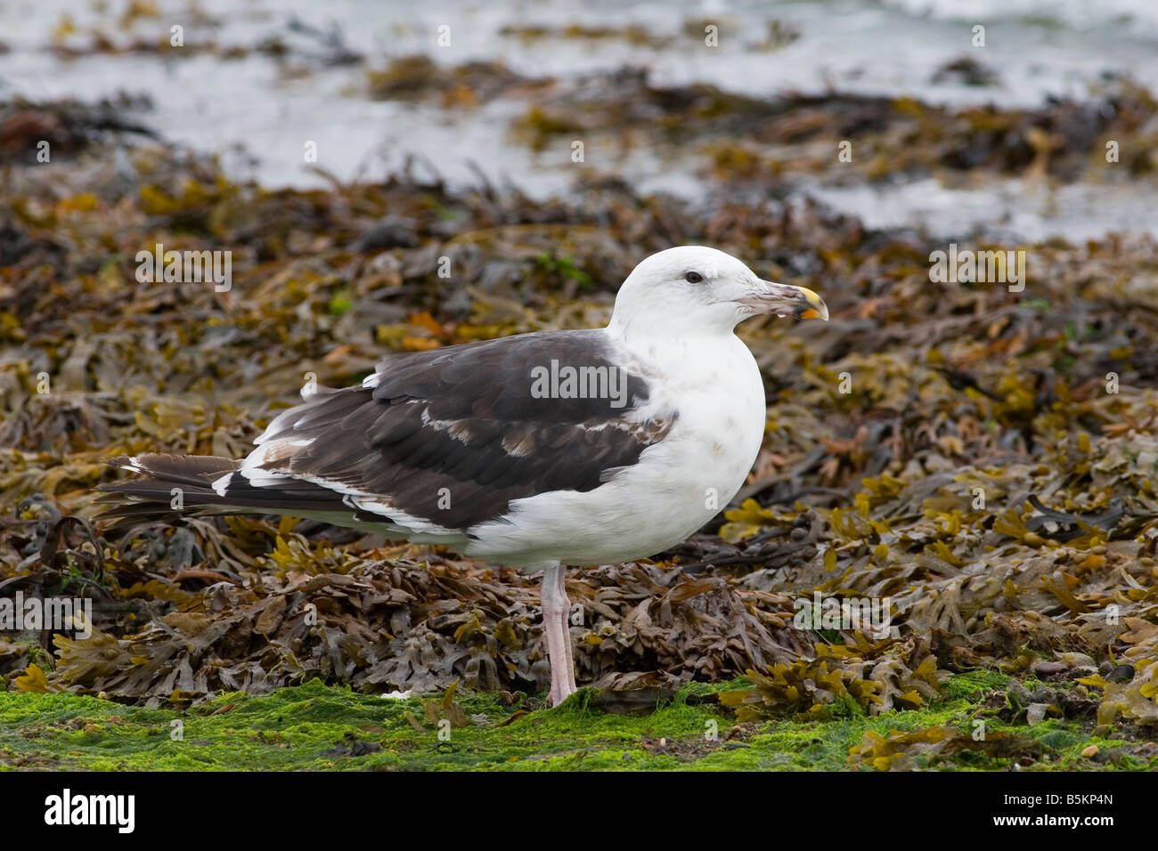 Lesser Black-backed Gull - Larus fuscus Stock Photo