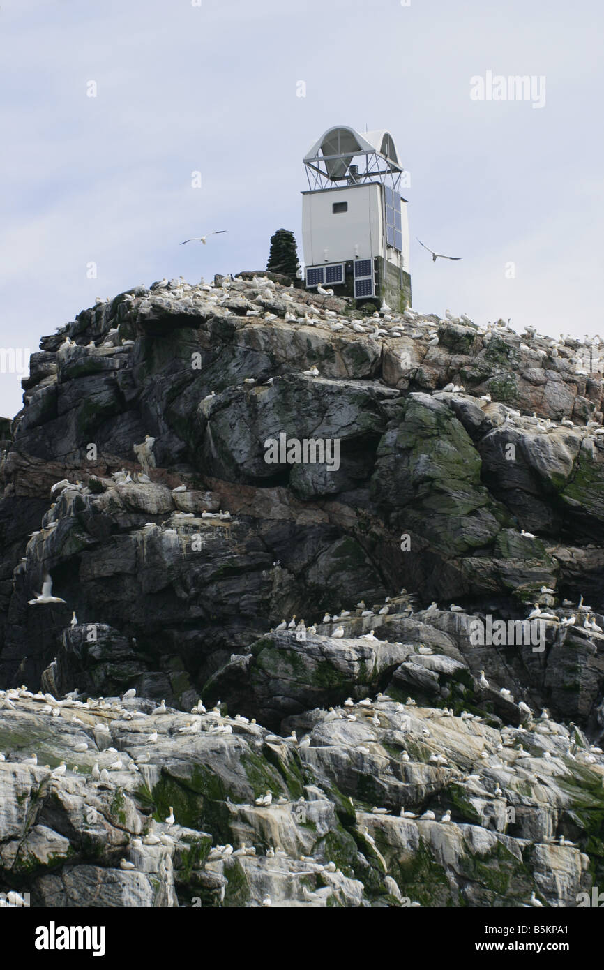 Part of the huge gannet colony on the remote Scottish island of Sula Sgeir, and the summit of the rock Stock Photo