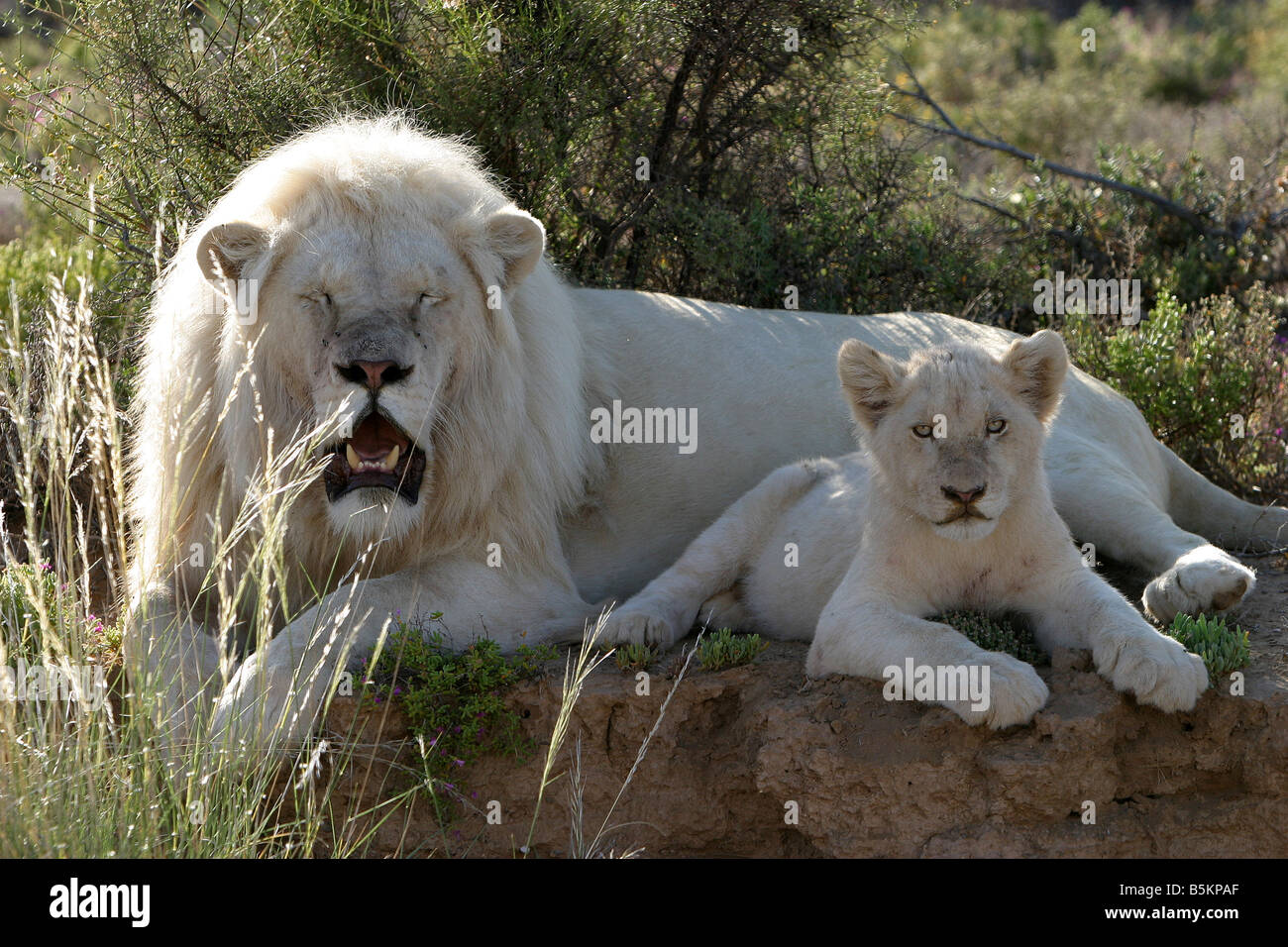 White Lion male and cub Stock Photo