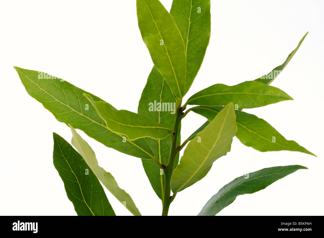 Laurel Laurus Nobilis Stock Photo - Alamy