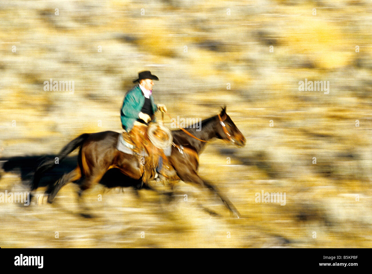 Horseback rider in full gallop Stock Photo
