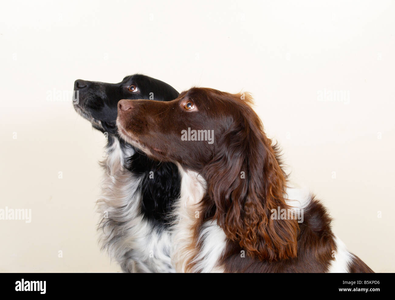 English springer spaniels (working gun dogs Stock Photo Alamy