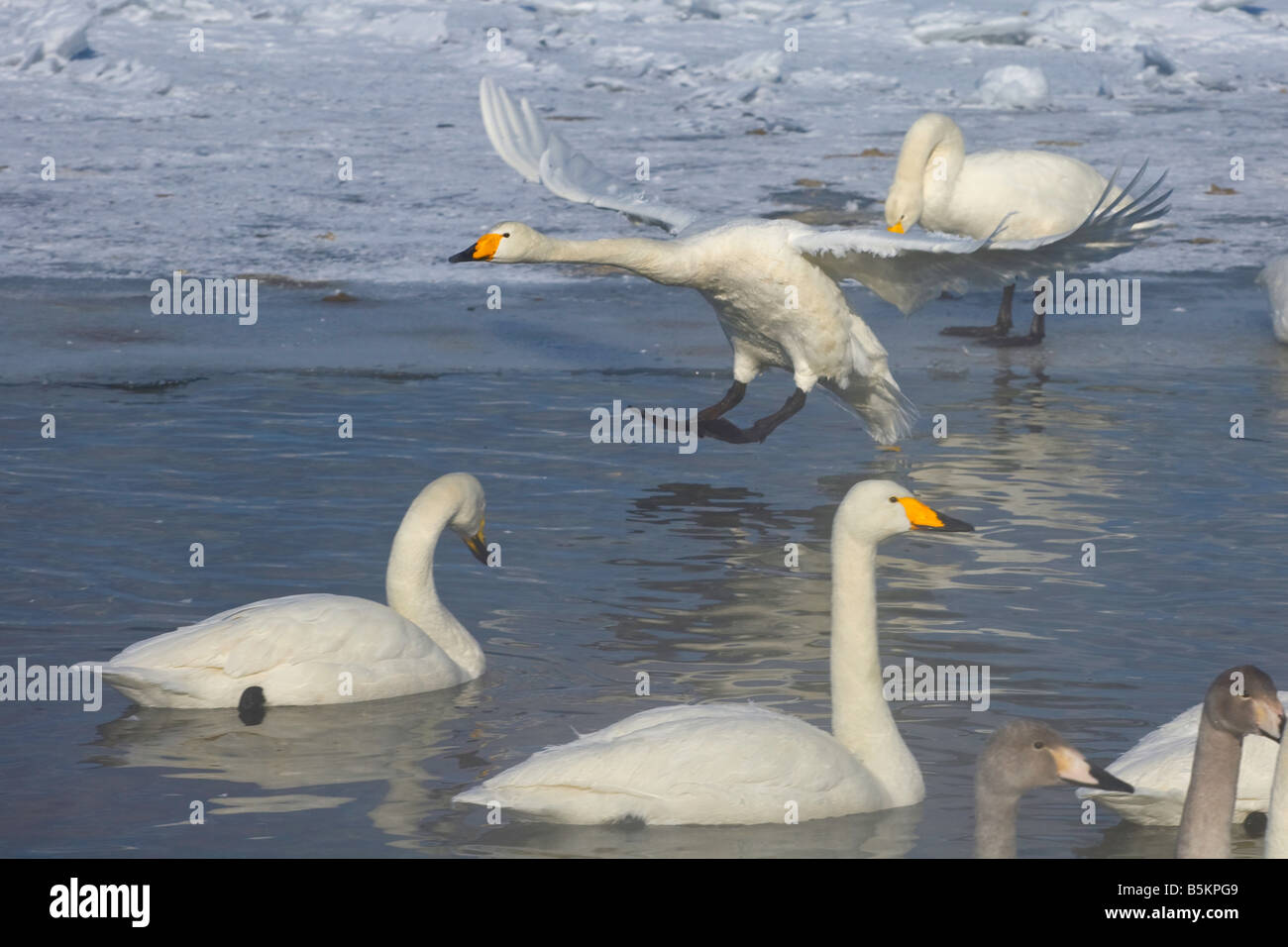 Whooper swan in lake kussharo hires stock photography and images Alamy