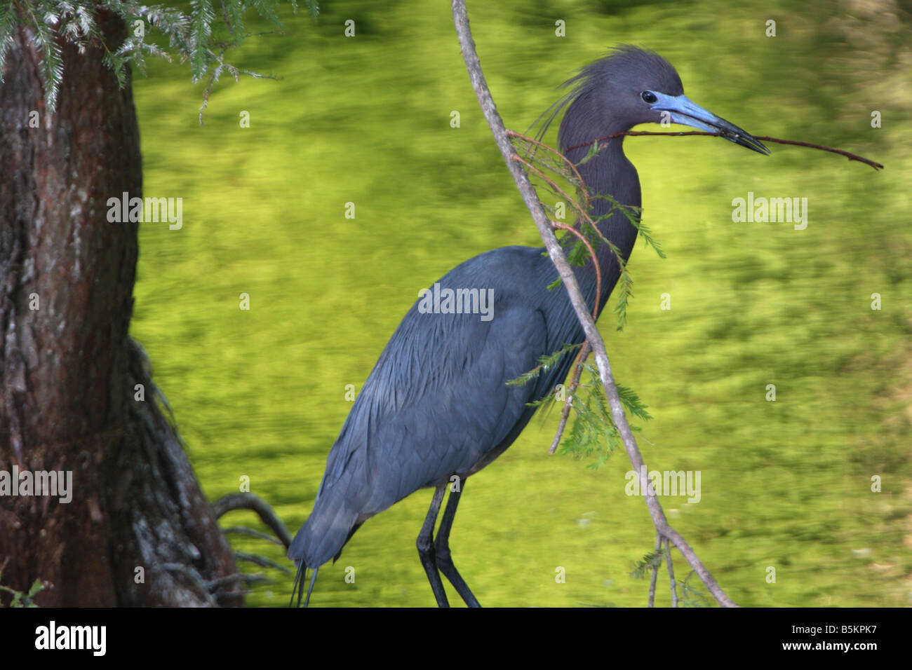 stock photo of a little blue heron collecting sticks Stock Photo