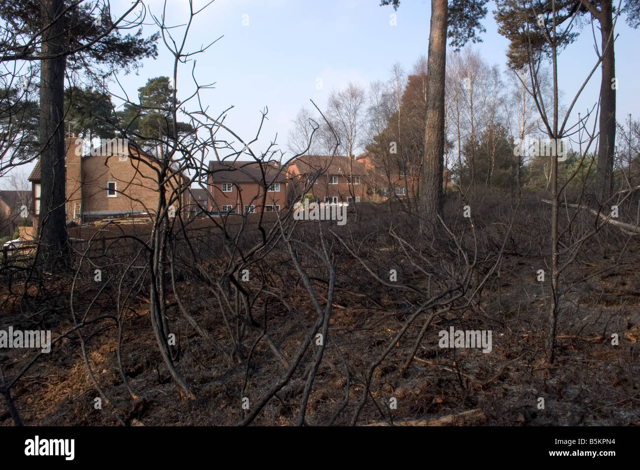 Heath fire in Dorset close to a residential area Stock Photo