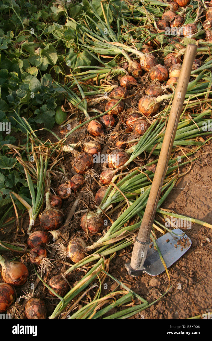 Onions in a kitchen garden Stock Photo Alamy