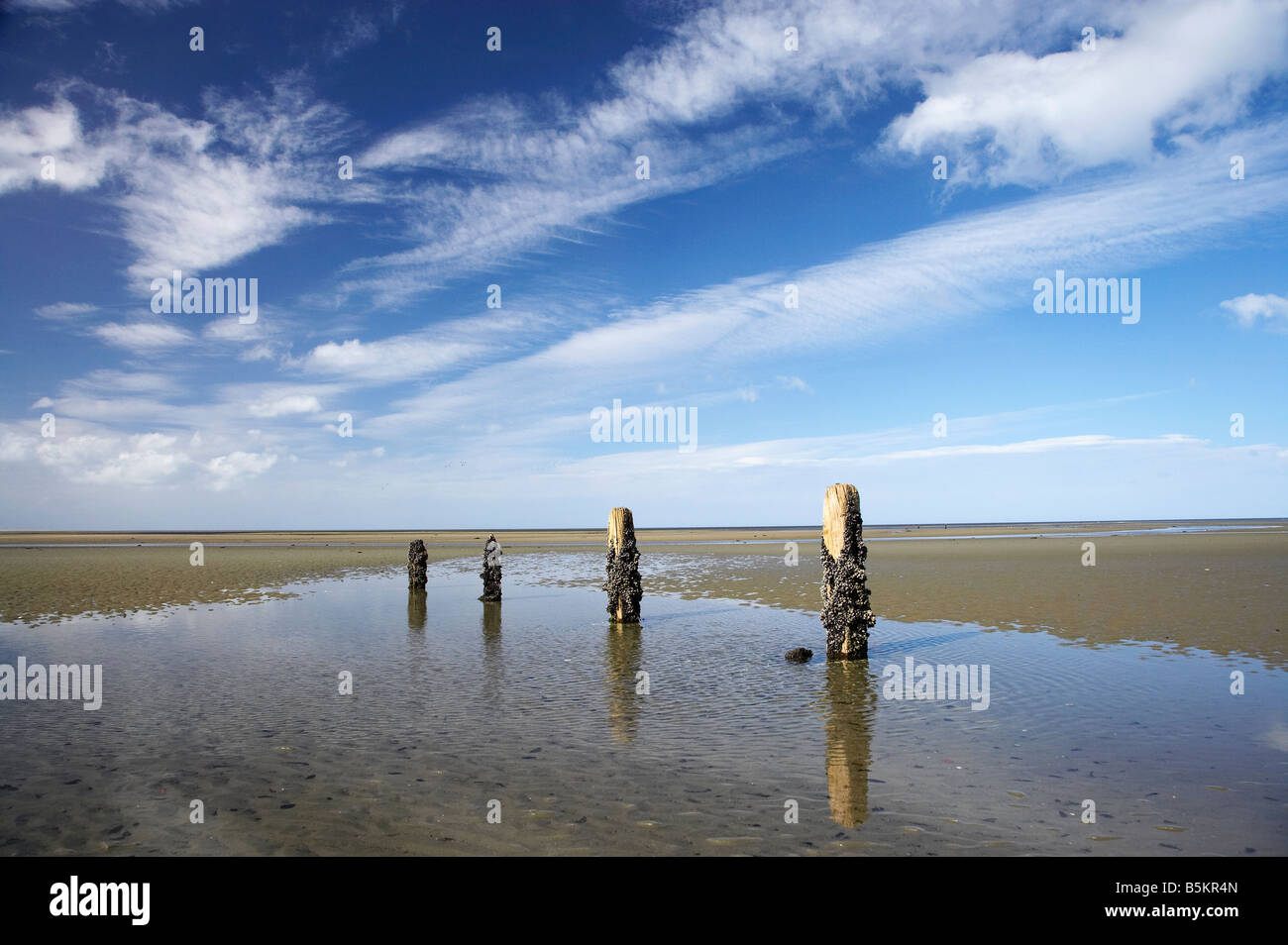 Old Jetty Piles Collingwood Golden Bay Nelson Region South Island New
