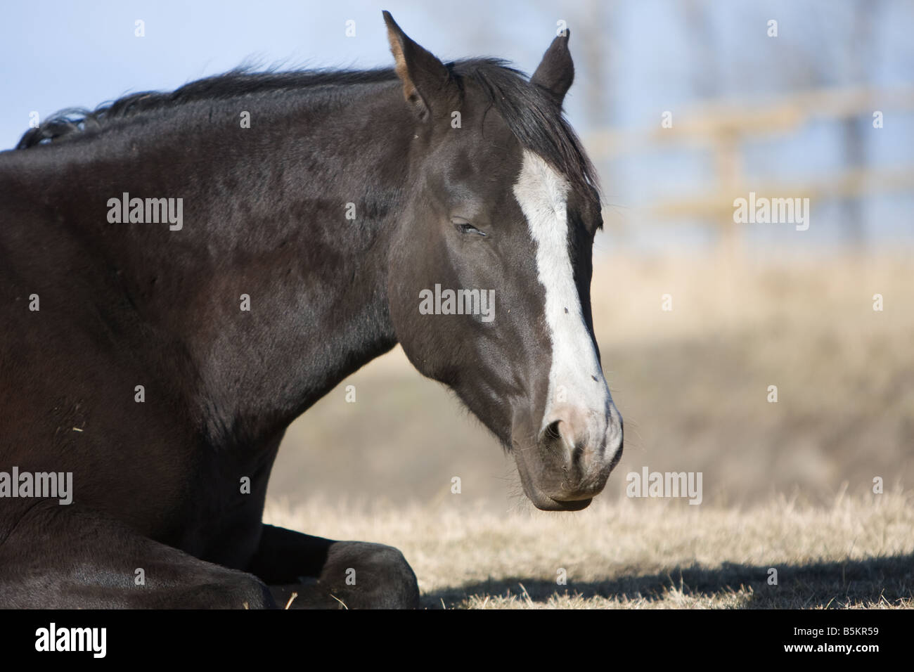 Black horse with white blaze hires stock photography and images
